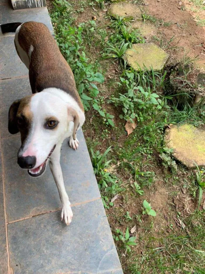 Cachorro ra a SRD-ViraLata idade 1 ano nome Bela