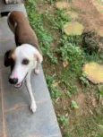 Bela