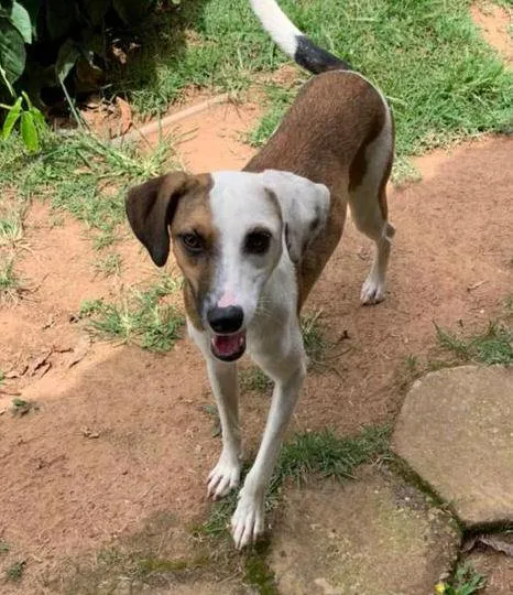 Cachorro ra a SRD-ViraLata idade 1 ano nome Bela