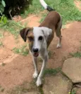 Bela