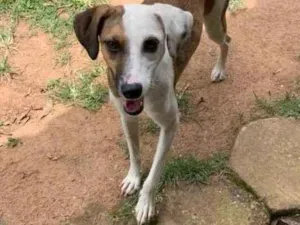 Cachorro raça SRD-ViraLata idade 1 ano nome Bela