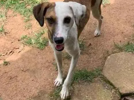 Cachorro ra a SRD-ViraLata idade 1 ano nome Bela