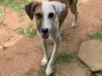 Bela