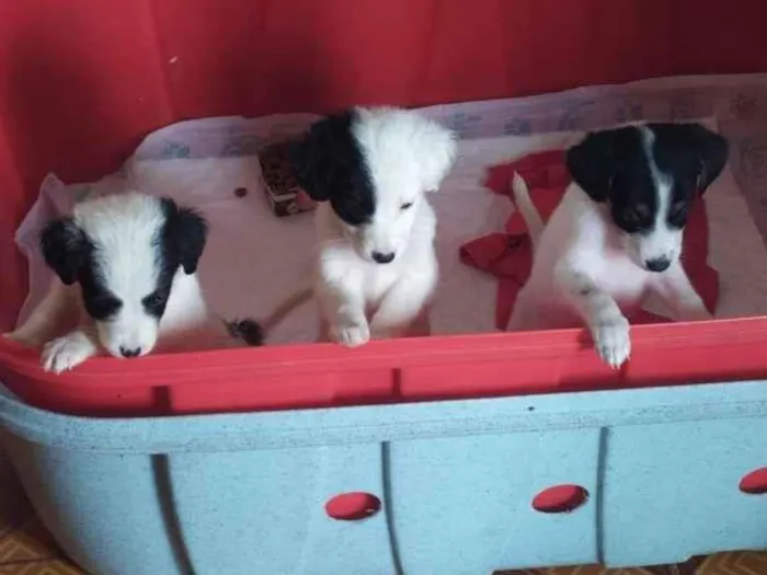 Cachorro raça SRD-ViraLata idade Abaixo de 2 meses nome sem nome