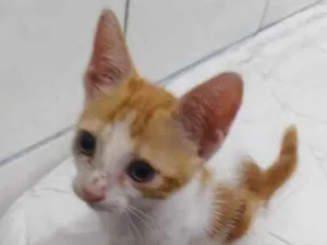 Gato raça Srd idade Abaixo de 2 meses nome Princesa