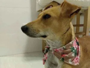 Cachorro raça SRD idade 2 anos nome Laila