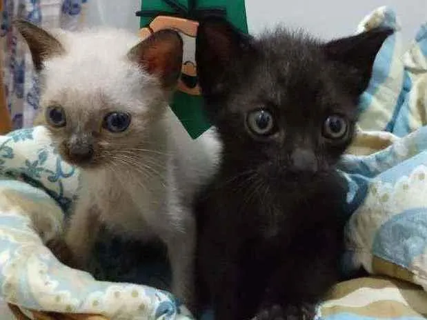 Gato ra a Vira-Lata idade Abaixo de 2 meses nome Sem nome