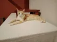 Mini Pudim