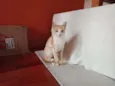Mini Pudim