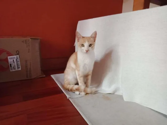 Gato raça SRD-ViraLata idade 2 a 6 meses nome Mini Pudim