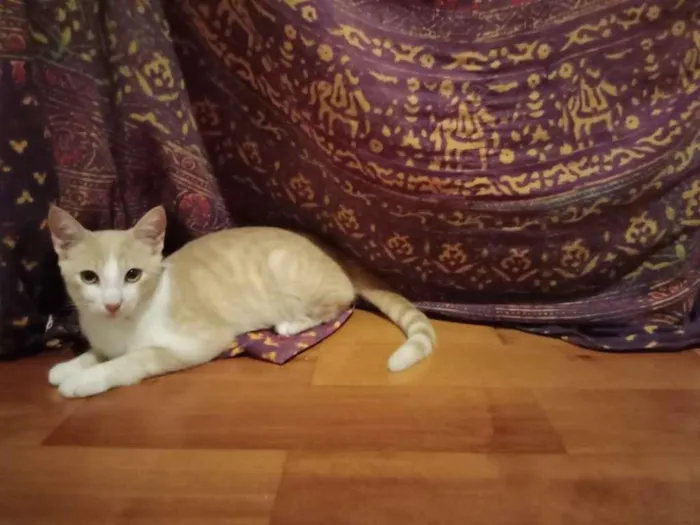 Gato raça SRD-ViraLata idade 2 a 6 meses nome Mini Pudim