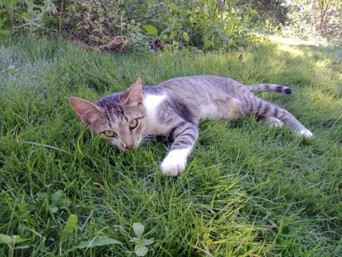 Gato raça SRD-ViraLata idade 2 a 6 meses nome Mini Titi