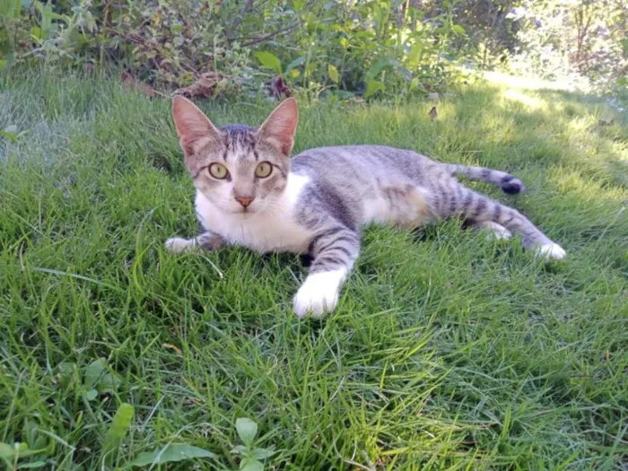 Gato raça SRD-ViraLata idade 2 a 6 meses nome Mini Titi