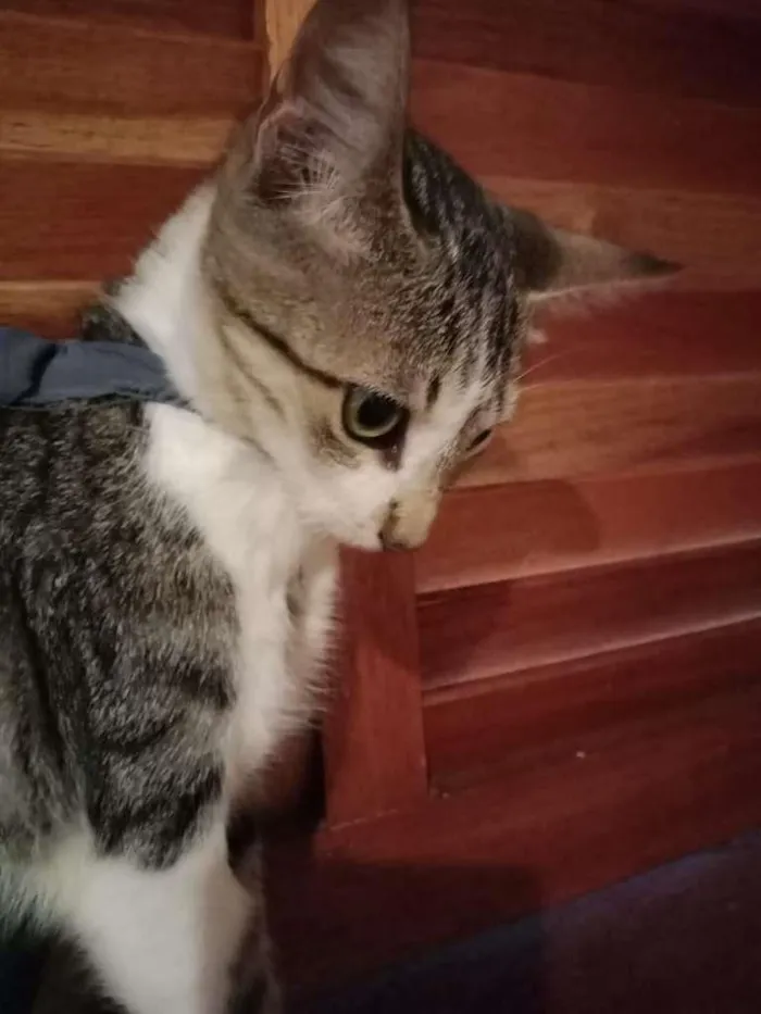 Gato raça SRD-ViraLata idade 2 a 6 meses nome Mini Titi