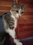 Mini Titi