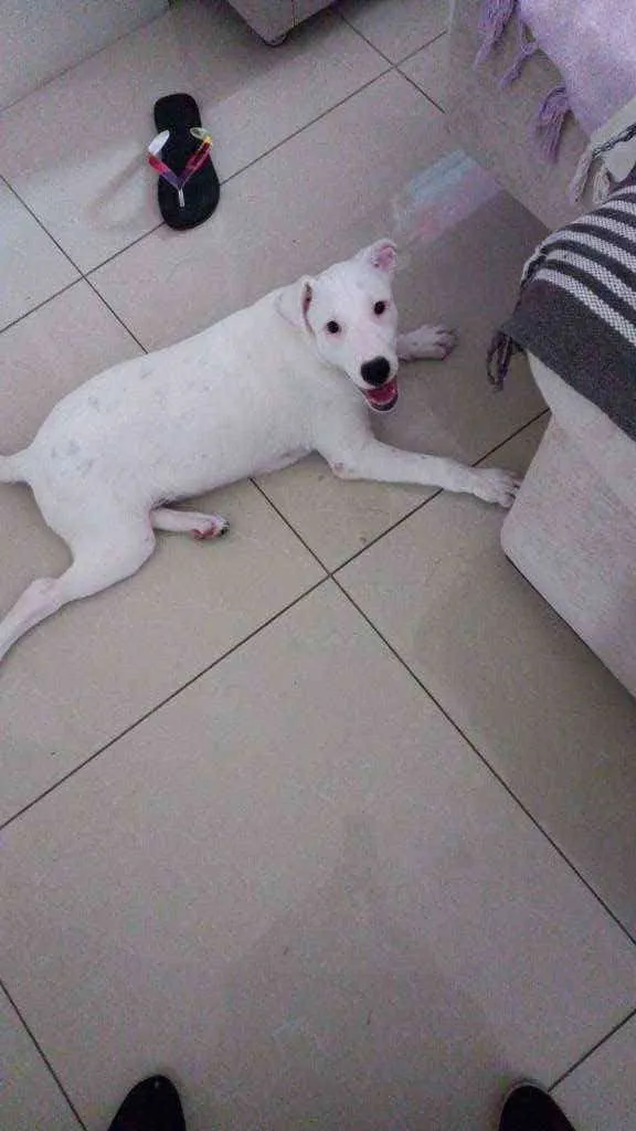 Cachorro raça Mix de labrador com shinowser idade 2 a 6 meses nome Snow