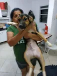 Bobi e bolinha
