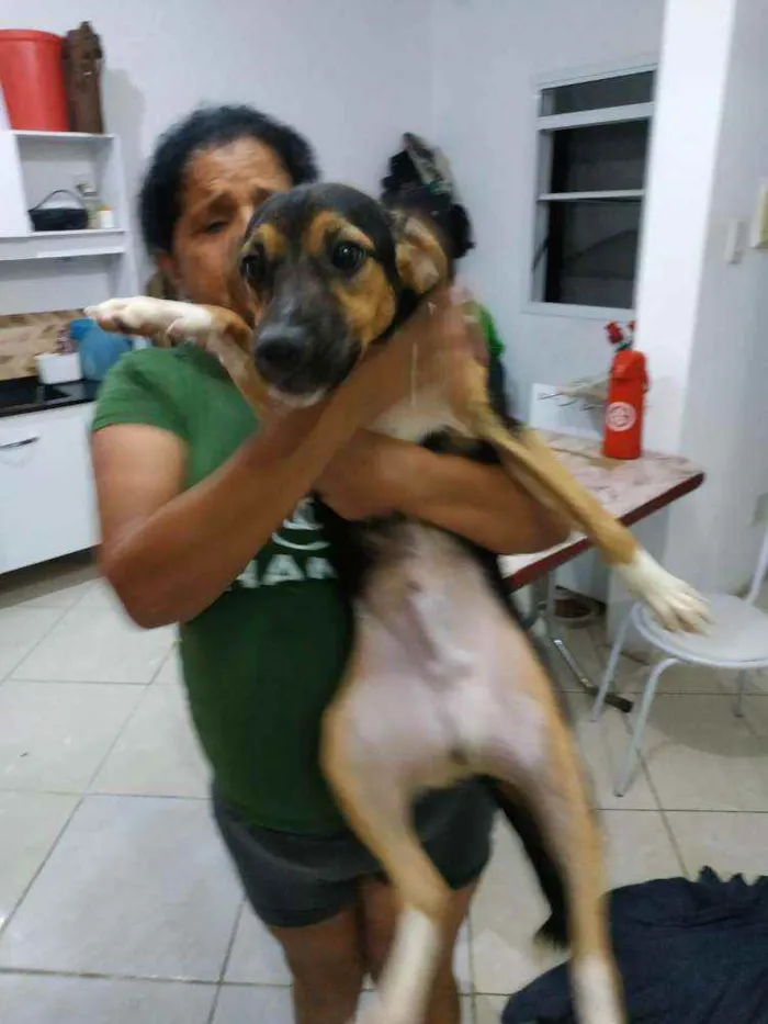 Cachorro ra a Fox paulistinhas  idade 7 a 11 meses nome Bobi e bolinha