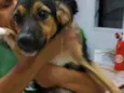 Bobi e bolinha