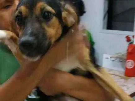 Cachorro ra a Fox paulistinhas  idade 7 a 11 meses nome Bobi e bolinha