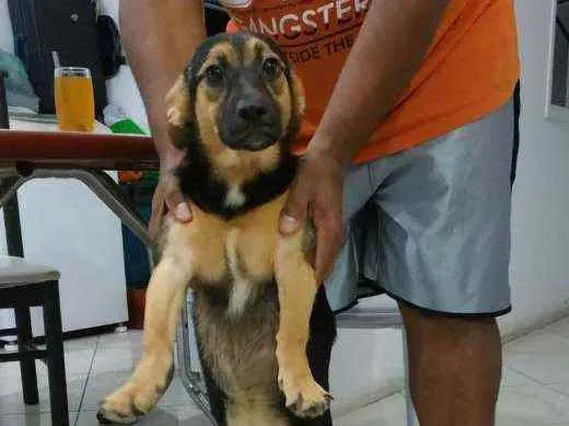 Cachorro ra a Fox paulistinhas  idade 2 a 6 meses nome Bimha