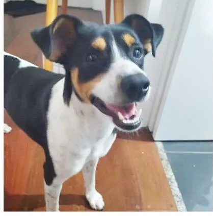 Cachorro raça SRD-ViraLata idade 1 ano nome THOR