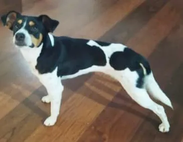 Cachorro raça SRD-ViraLata idade 1 ano nome THOR