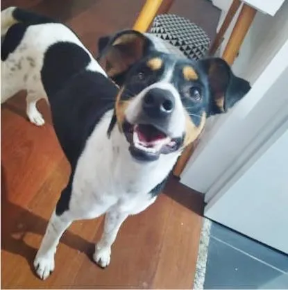 Cachorro raça SRD-ViraLata idade 1 ano nome THOR