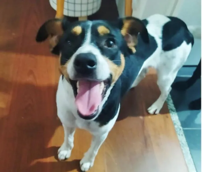 Cachorro raça SRD-ViraLata idade 1 ano nome THOR