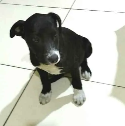 Cachorro raça  idade 2 a 6 meses nome Cindy 