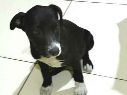 Cachorro raça  idade 2 a 6 meses nome Cindy 