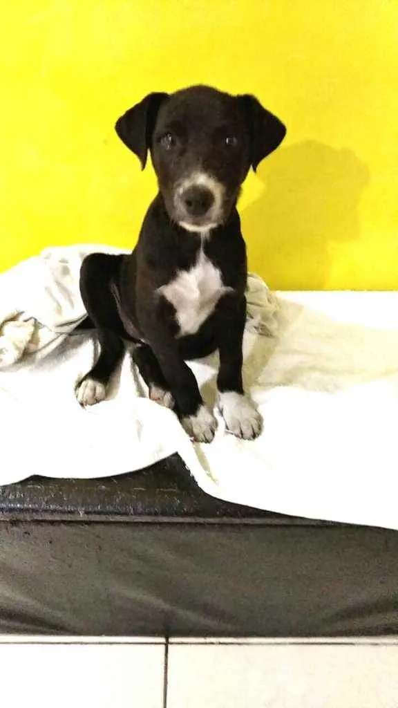 Cachorro raça  idade 2 a 6 meses nome Cindy 