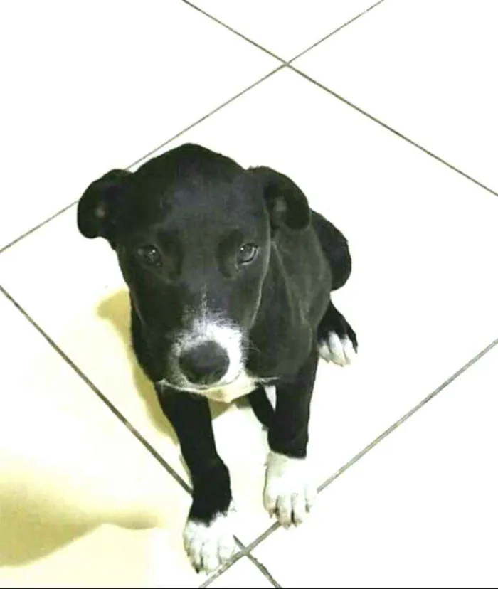 Cachorro raça  idade 2 a 6 meses nome Cindy 