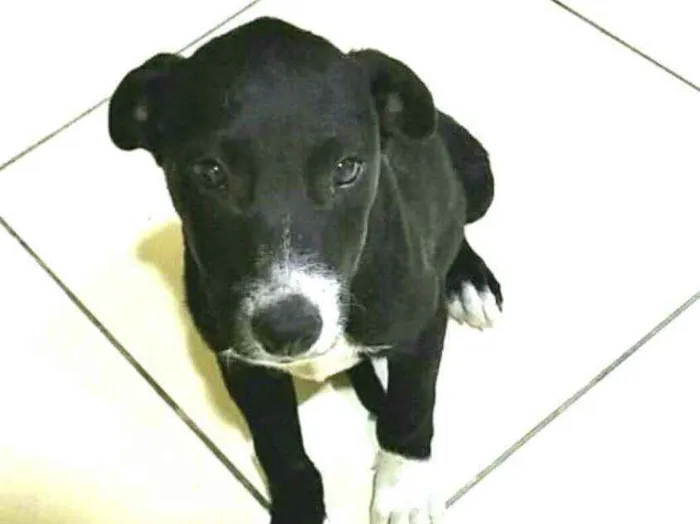 Cachorro raça  idade 2 a 6 meses nome Cindy 