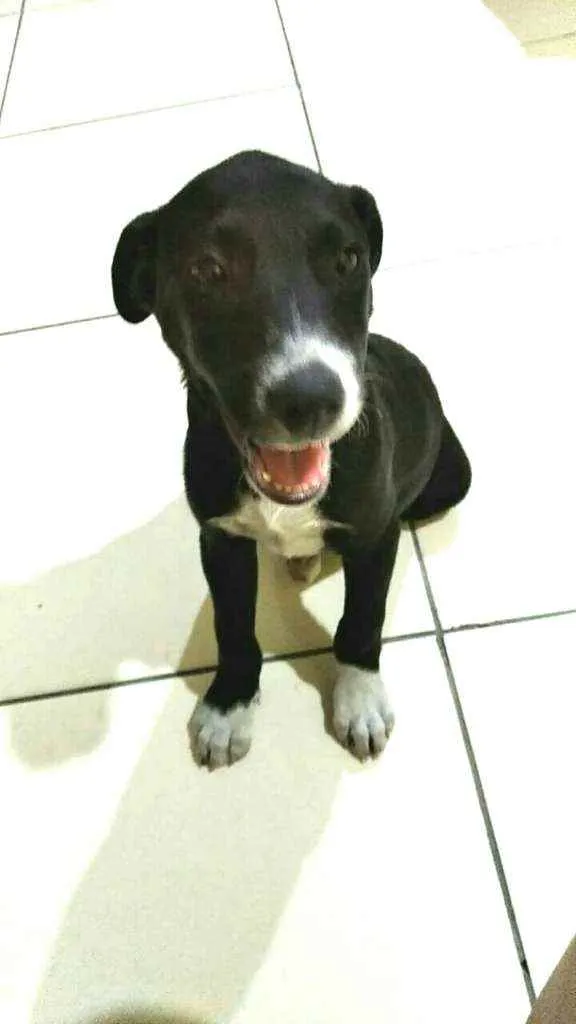Cachorro raça  idade 2 a 6 meses nome Cindy 