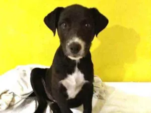 Cachorro raça  idade 2 a 6 meses nome Cindy 