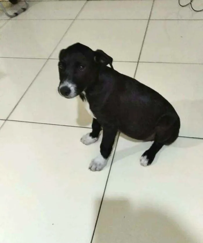 Cachorro raça  idade 2 a 6 meses nome Cindy 