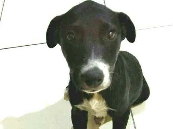 Cachorro raça  idade 2 a 6 meses nome Cindy 