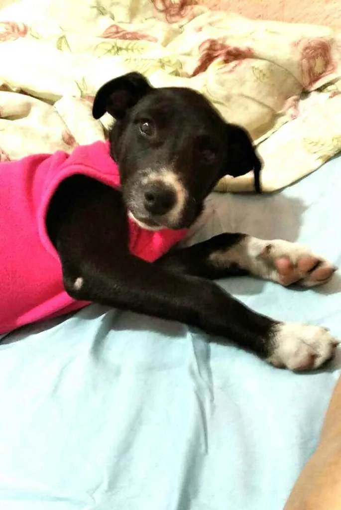 Cachorro raça  idade 2 a 6 meses nome Cindy 