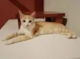 Mini Pudim