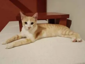 Gato raça SRD-ViraLata idade 2 a 6 meses nome Mini Pudim