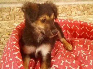 Cachorro raça Yoskire idade 7 a 11 meses nome Melhody