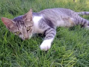 Gato raça SRD-ViraLata idade 2 a 6 meses nome Mini Titi