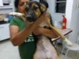 Bobi e bolinha