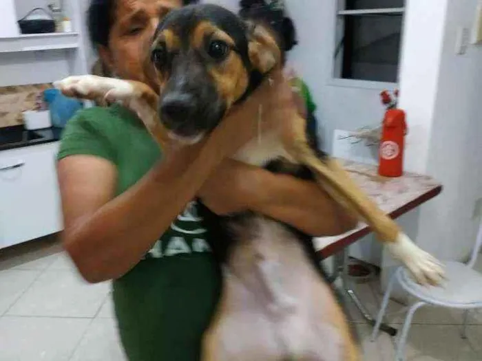 Cachorro ra a Fox paulistinhas  idade 7 a 11 meses nome Bobi e bolinha