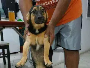 Cachorro raça Fox paulistinhas  idade 2 a 6 meses nome Bimha