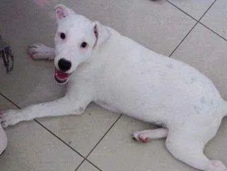 Cachorro raça Mix de labrador com shinowser idade 2 a 6 meses nome Snow
