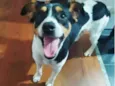 Cachorro raça SRD-ViraLata idade 1 ano nome THOR