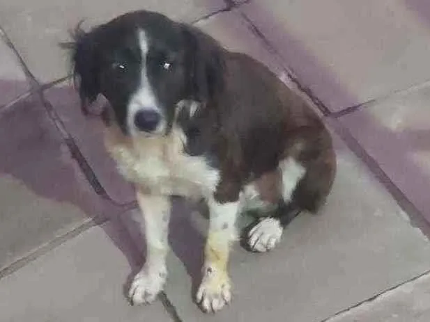 Cachorro ra a Vira lata idade 7 a 11 meses nome Cusquito