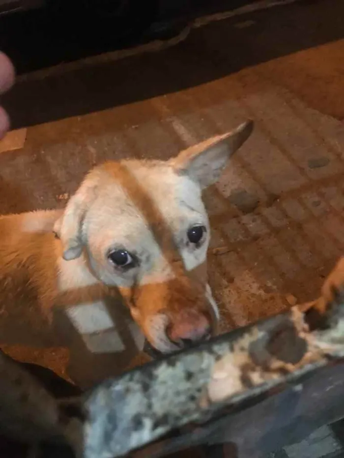 Cachorro ra a Desconhecido  idade 2 anos nome Desconhecido 